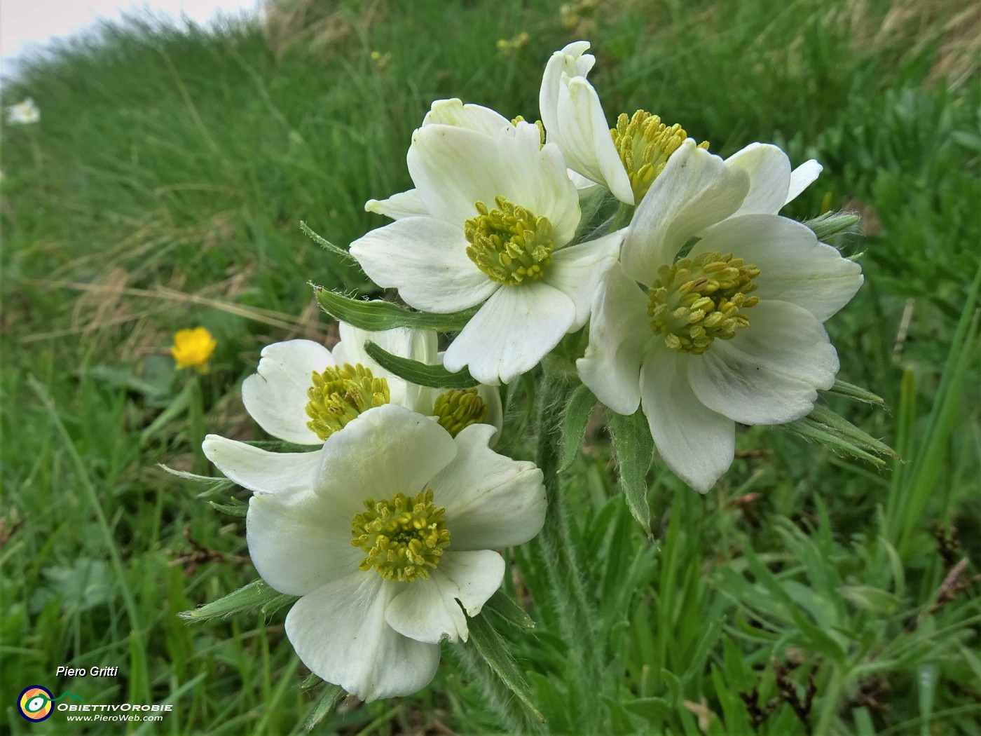 23 Anemonastrum  narcissiflorum (Anemone narcissino).JPG